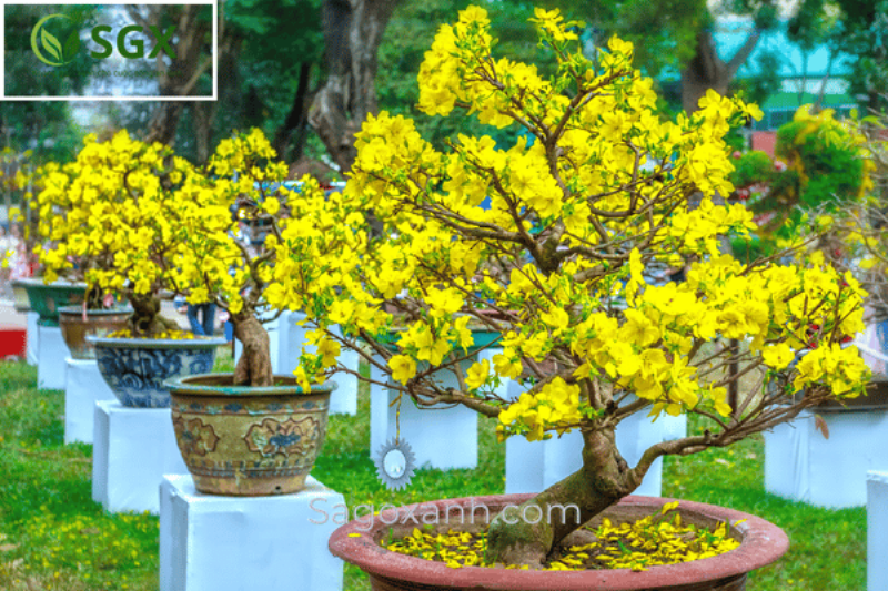 Hình ảnh cây mai vàng sau Tết đang được chăm sóc, tỉa cành để phục hồi sức sống và chuẩn bị cho mùa sau, minh họa Kỹ Thuật Chăm Sóc Cây Mai Vàng Sau Tết.